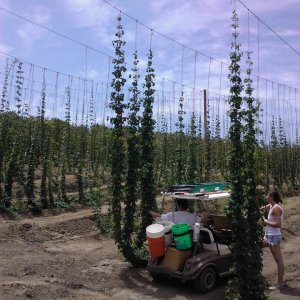 steadfasthopfarm2011