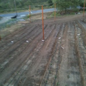 steadfasthopfarm