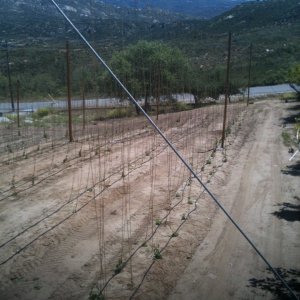 planted2011seasonunderway