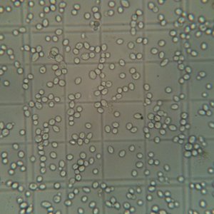 WLP530AbbeyAleYeastupclose