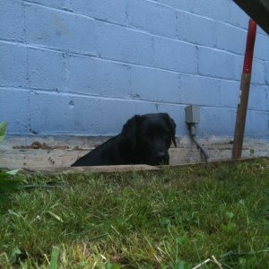 Gretlsittinginthehole