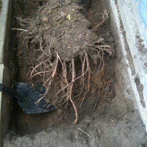 3yearoldCentennialcrowngettingtransplanted