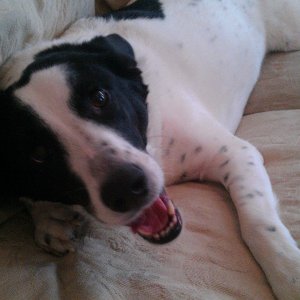 Pepper