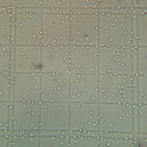 WLP644 Brett Brux Trois