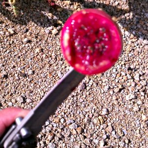 Ripe prickly pear fruit.
