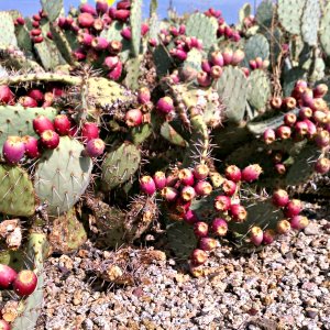 Ripe prickly pear fruit.