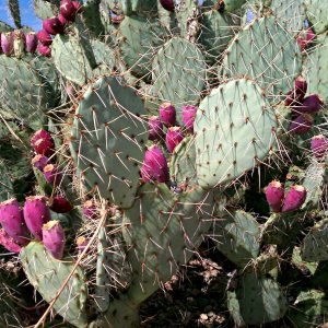 Ripe prickly pear fruit.