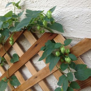 Cascade Hops on lattice