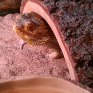Apollo!