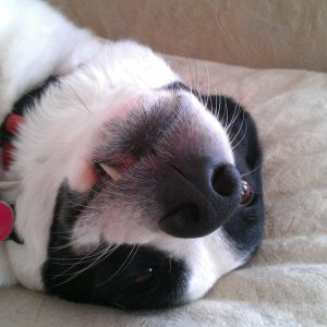 pepper