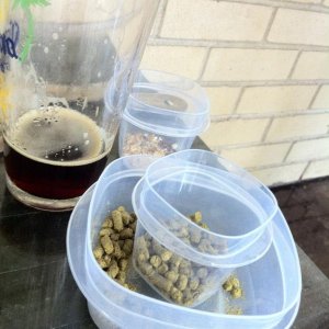 beer and hops