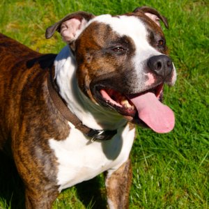 Bruno