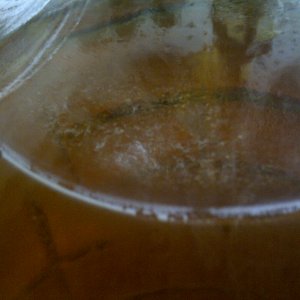 Whitish substance on surface of cider