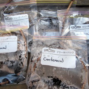 Centennial Hops Rhizomes ready to ship