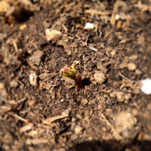 First growth