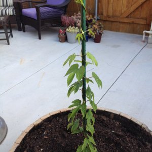 2 month centennial