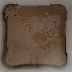 Grain bed after decoction