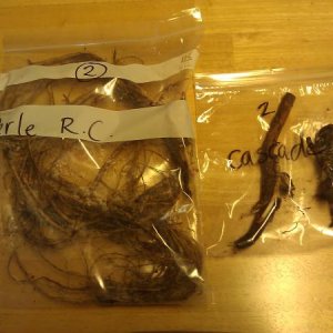 Comparison of rooted cuttings to normal rhizomes