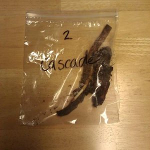 Cascade rhizomes