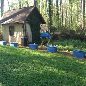My container layout for growing my first year hop plants. They will have a coir yarn rope attached to an already run cable about 15' above them.