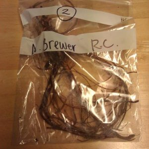 Northern Brewer rooted cuttings