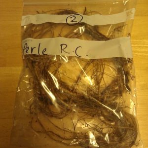 Perle rooted cuttings