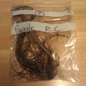 Fuggle rooted cuttings