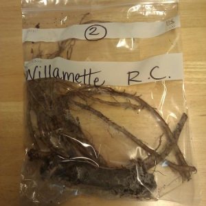 Willamette rooted cuttings