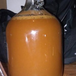 After a day of fermentation