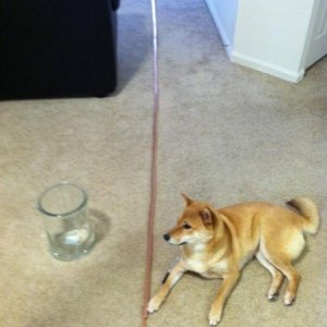 Smaller copper pipe inside larger copper pipe- Check
Something to wrap both pipes around.. kinda.
Beer break - check