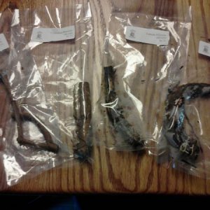 From The Hop Shack: 2 Centenial and 2 Cascade Rhyzomes