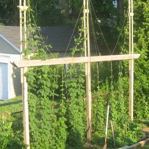 Hoppity's Hops