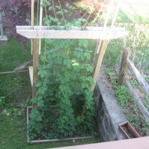 Hoppity's Hops