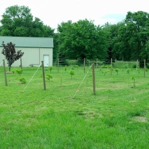 Lucky Lady Vineyard