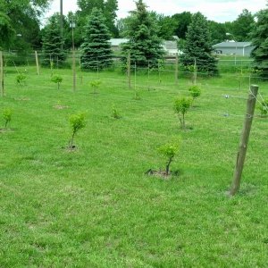 Lucky Lady Vineyard