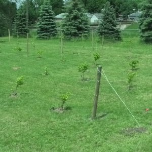 Lucky Lady Vineyard