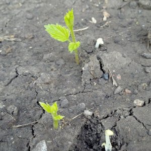 Cascade Hops