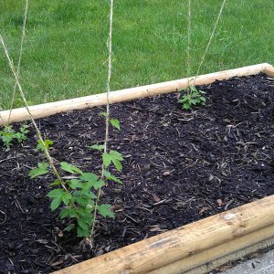First Year Hops 37 days