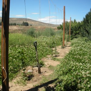 Hop Yard
