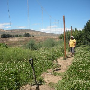 Hop Yard