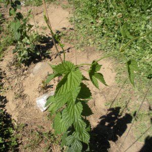 Hop Yard