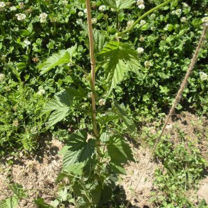 Hop Yard