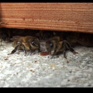 Honey Bees Early Spring