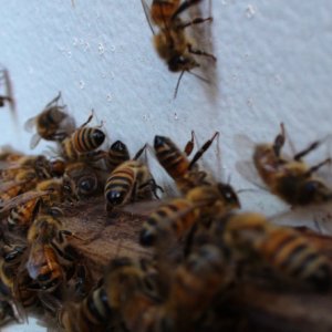 HoneyBees Nice Color