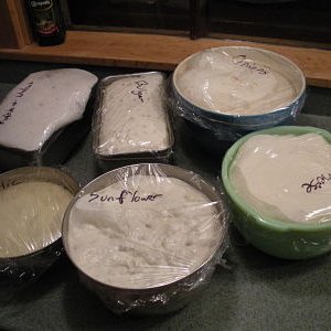 proofed sour dough