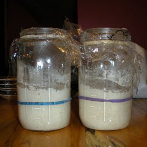 sourdough starter