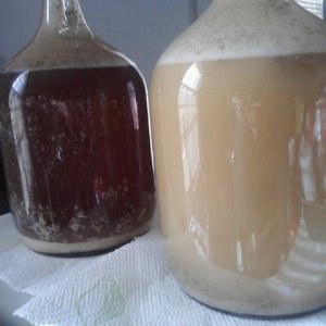3 1-gallon beers