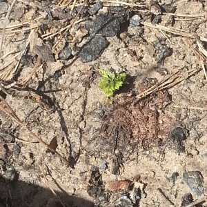 Spring has sprung in Texas