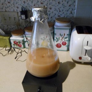 Wyeast American Ale 1056