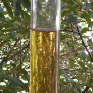 Cream Ale in Flask